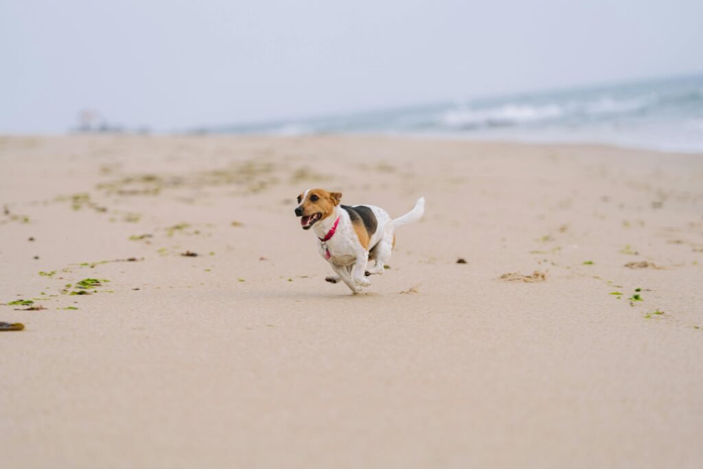 Dogs daily exercise