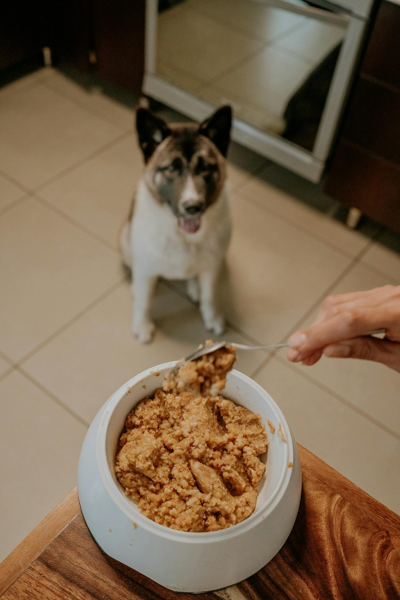 dog eating safest healthy dog food