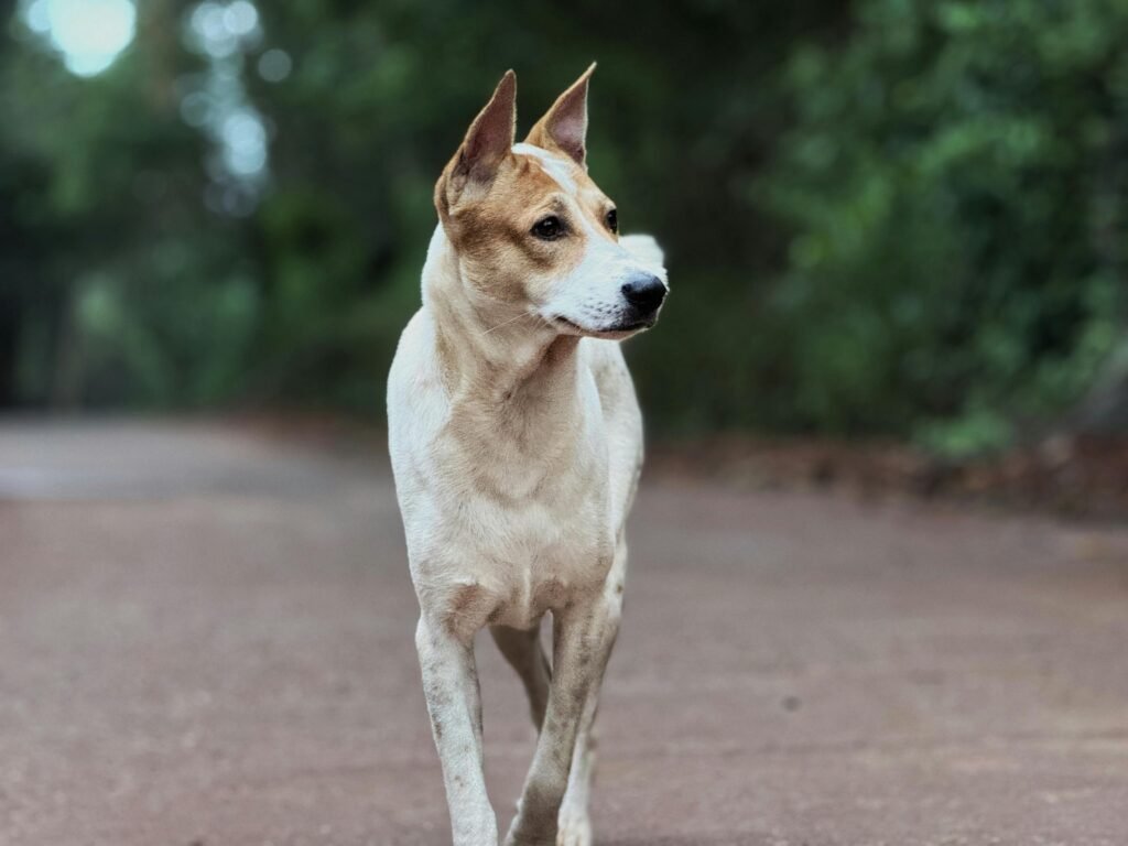 Honest dog product reviews by Wild Pooch