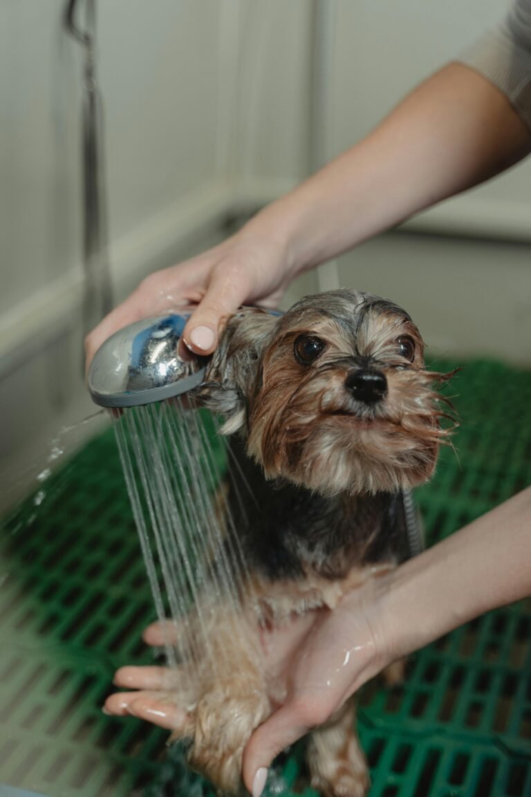 best dog grooming essentials for healthy skin and coat